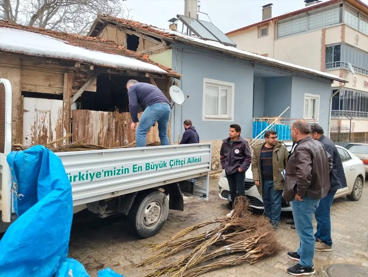 Almus\'ta Çiftçilere Ceviz Fidanı Dağıtımı