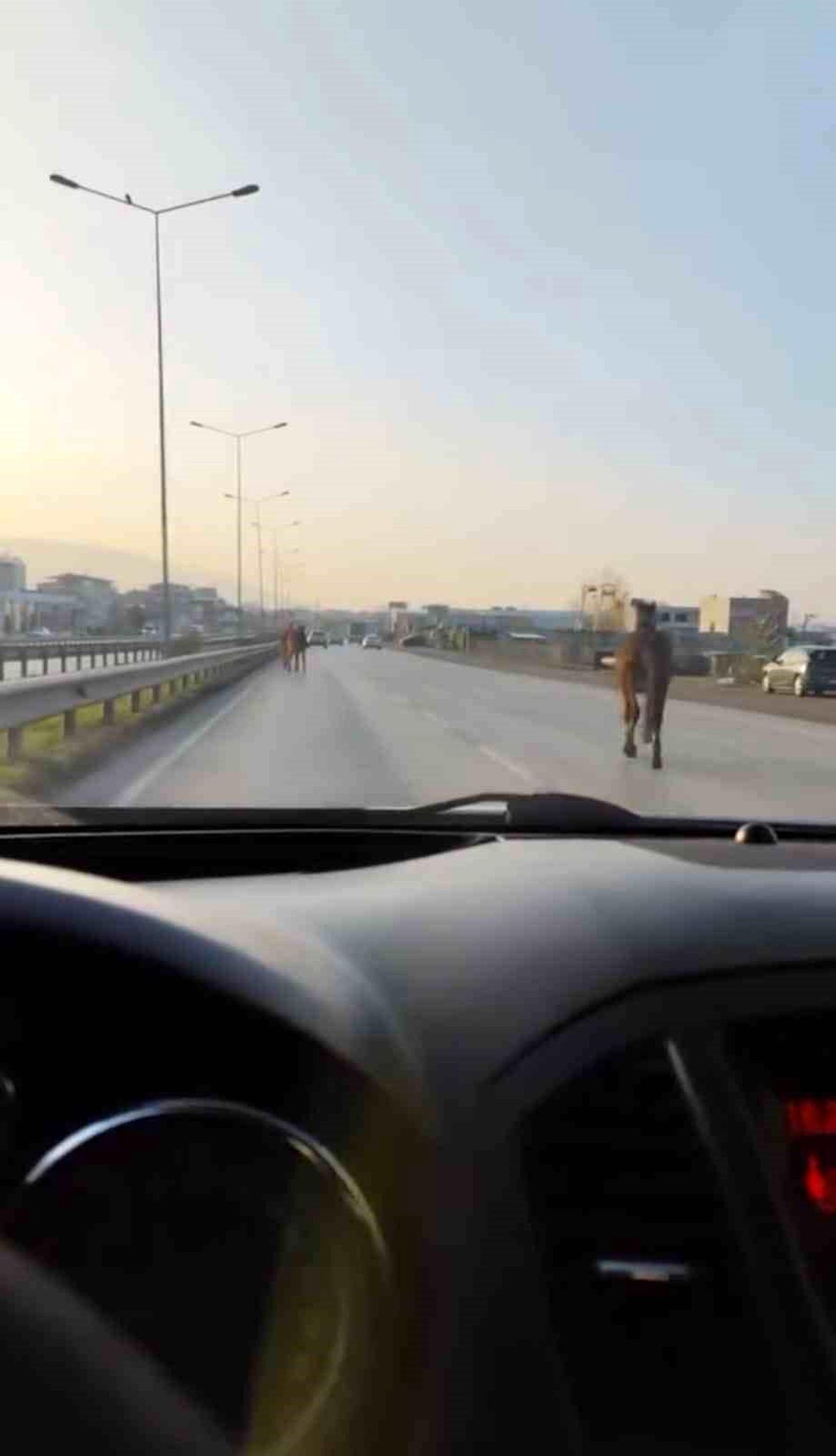 Bursa\'da Başıboş Atlar Trafiği Tehdit Etti