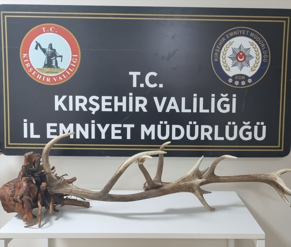 Nesli Tükenme Tehlikesindeki Geyik Kafası Satılırken Yakalandı