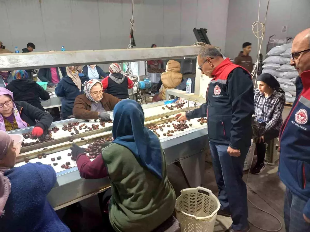 Aydın Kestane Hasadı Tamamlandı