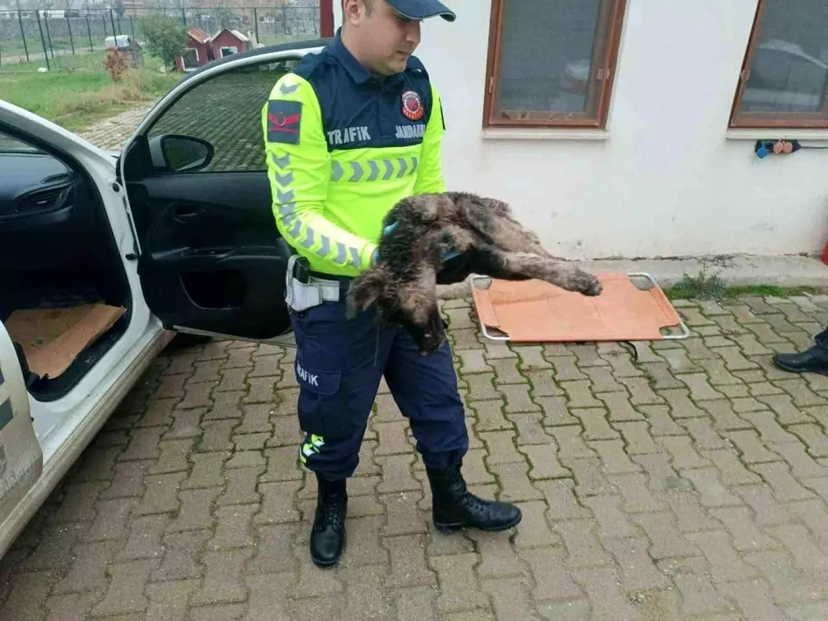 Jandarma, Yaralı Sokak Köpeğine Yardım Eli Uzattı