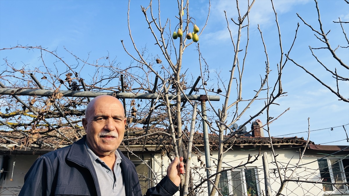 Çanakkale\'de Kışın Meyve Veren Ağaç
