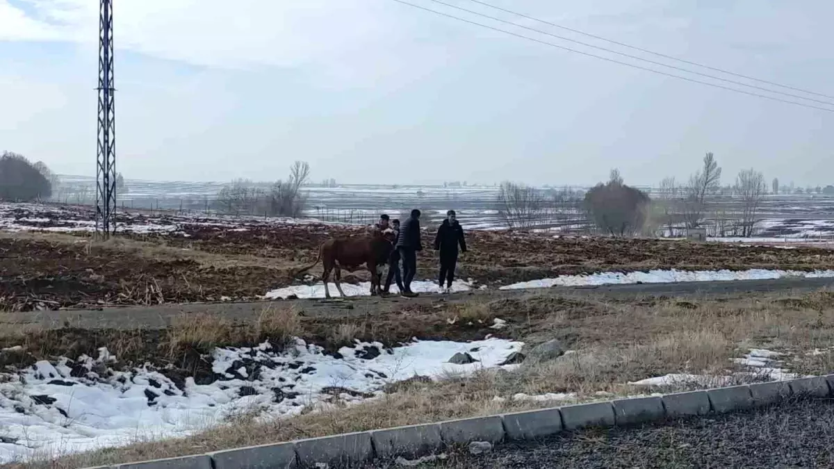 Sivas\'ta Kaza: 3 Yaralı, Firar Eden İnek Geri Döndü