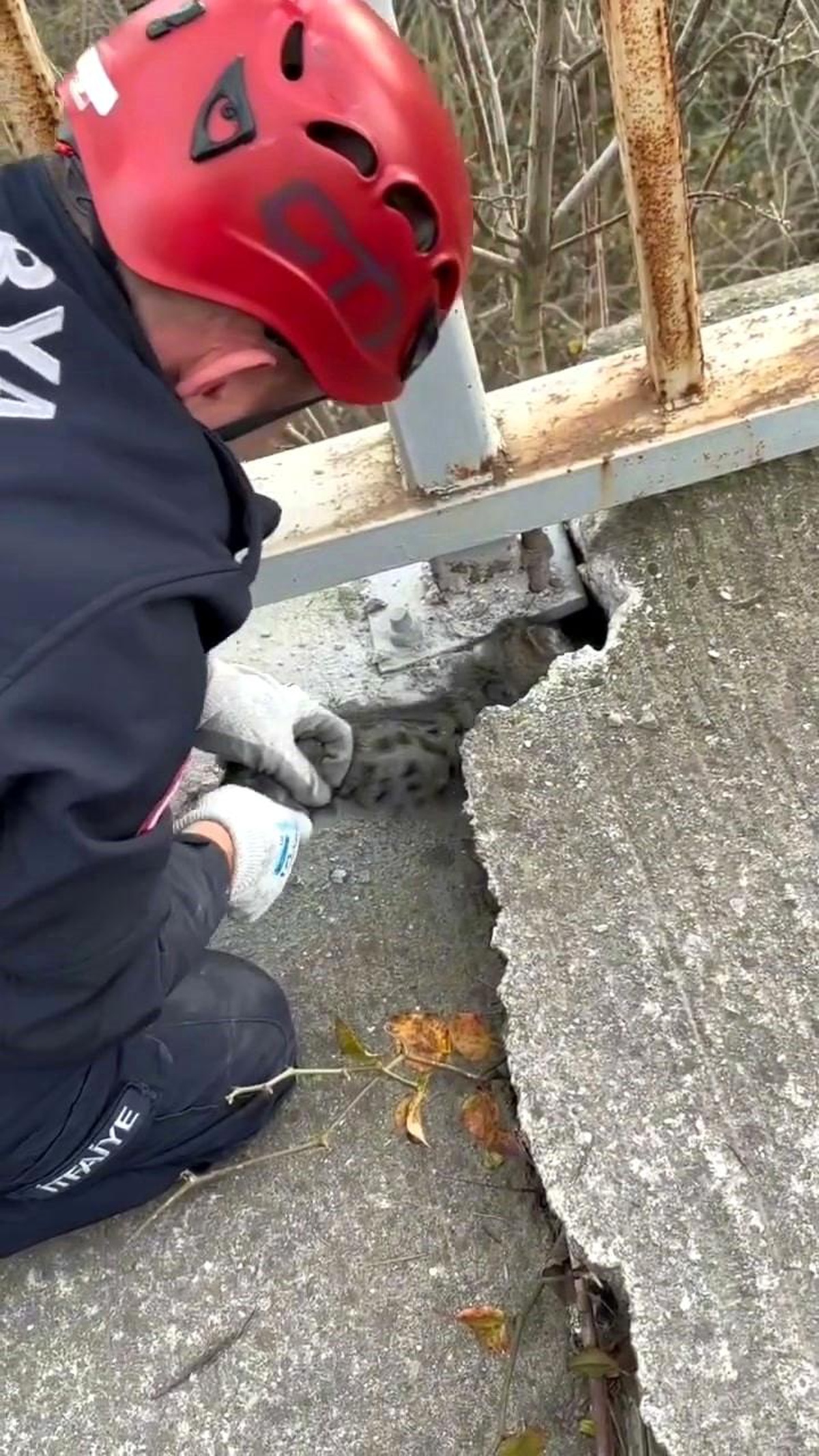 Köprü Korkuluğuna Sıkışan Yavru Kedi İtfaiye Ekiplerince Kurtarıldı
