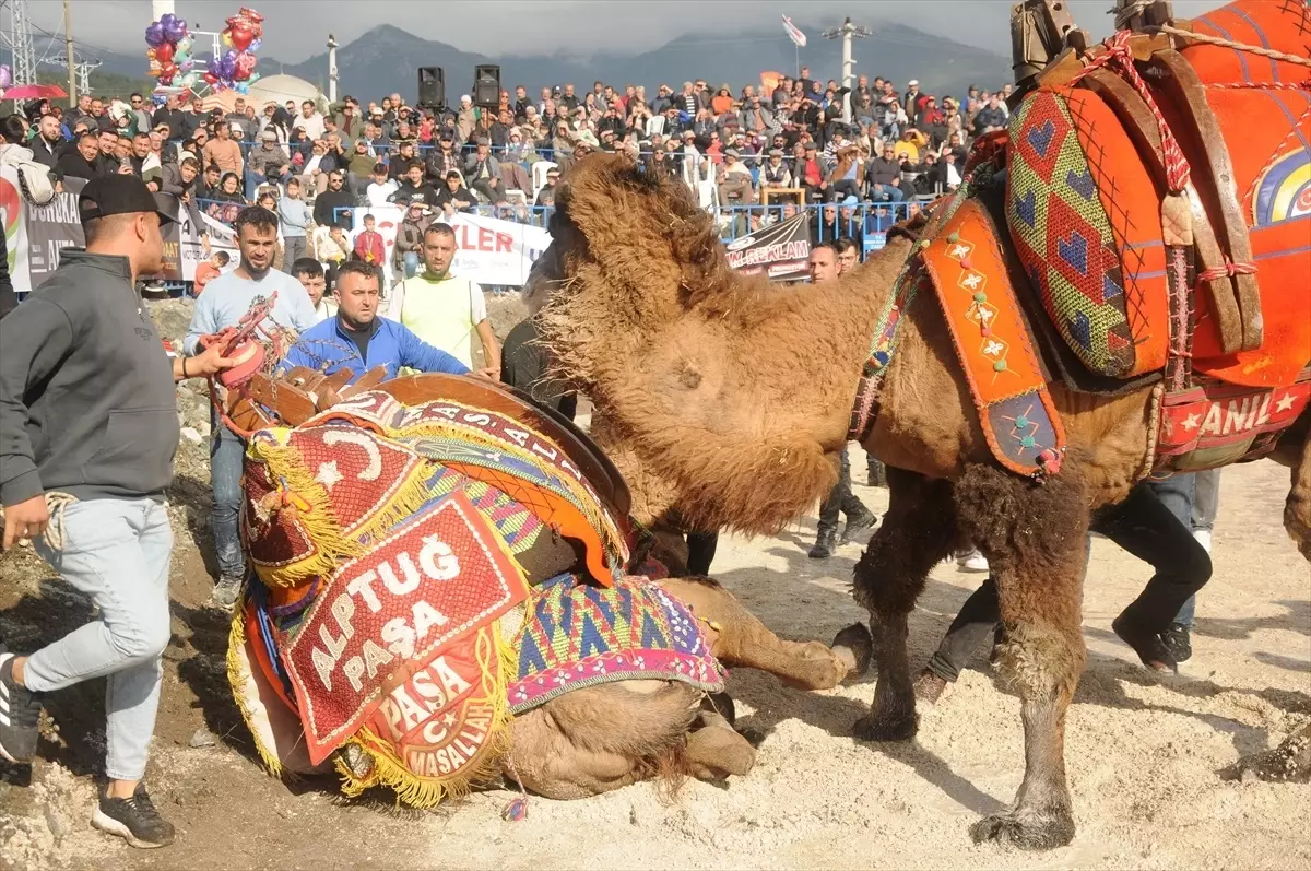 Kumluca\'da Deve Güreşleri Yapıldı