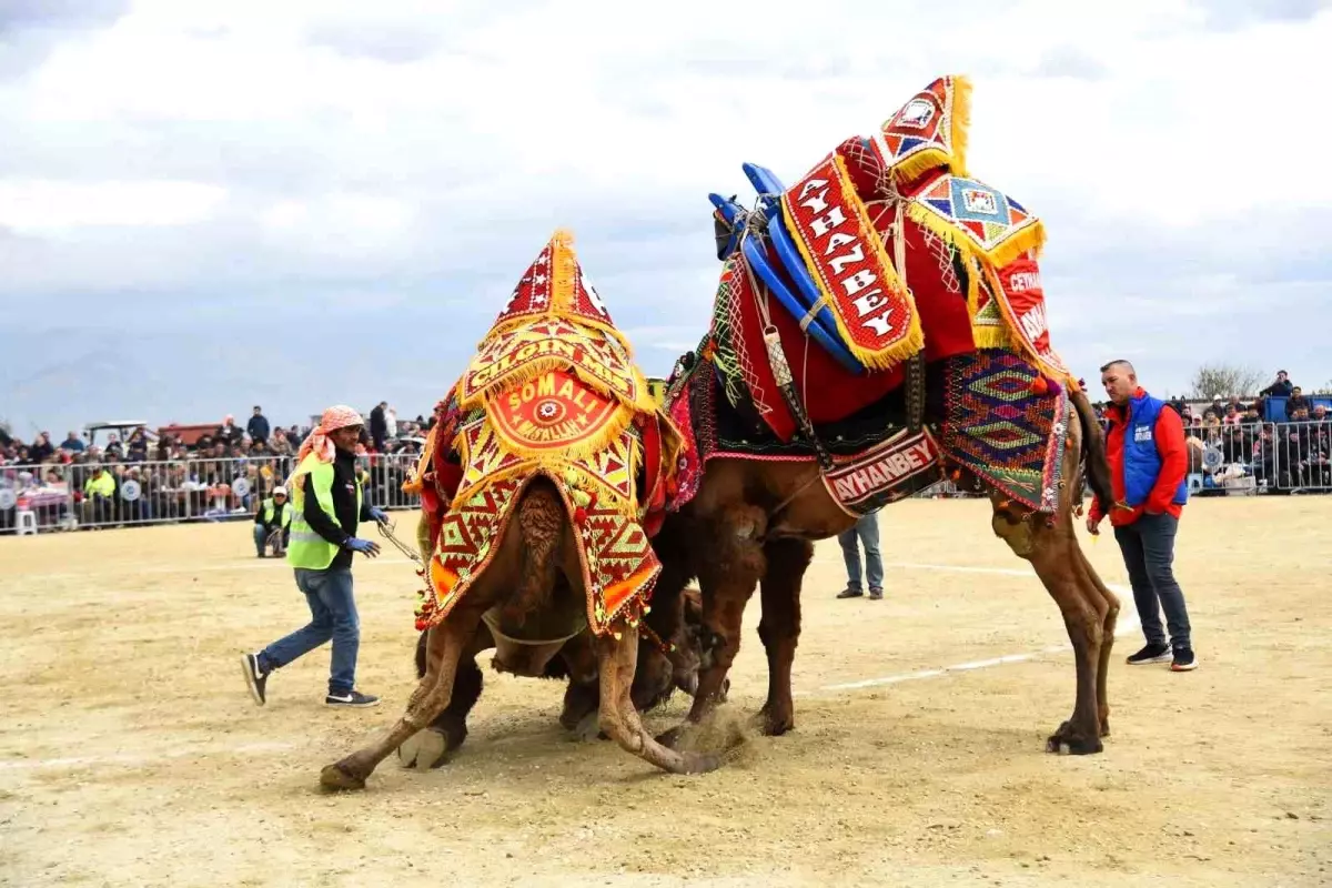 Deve Güreşi Festivali Olumsuz Hava Şartları Nedeniyle Ertelendi