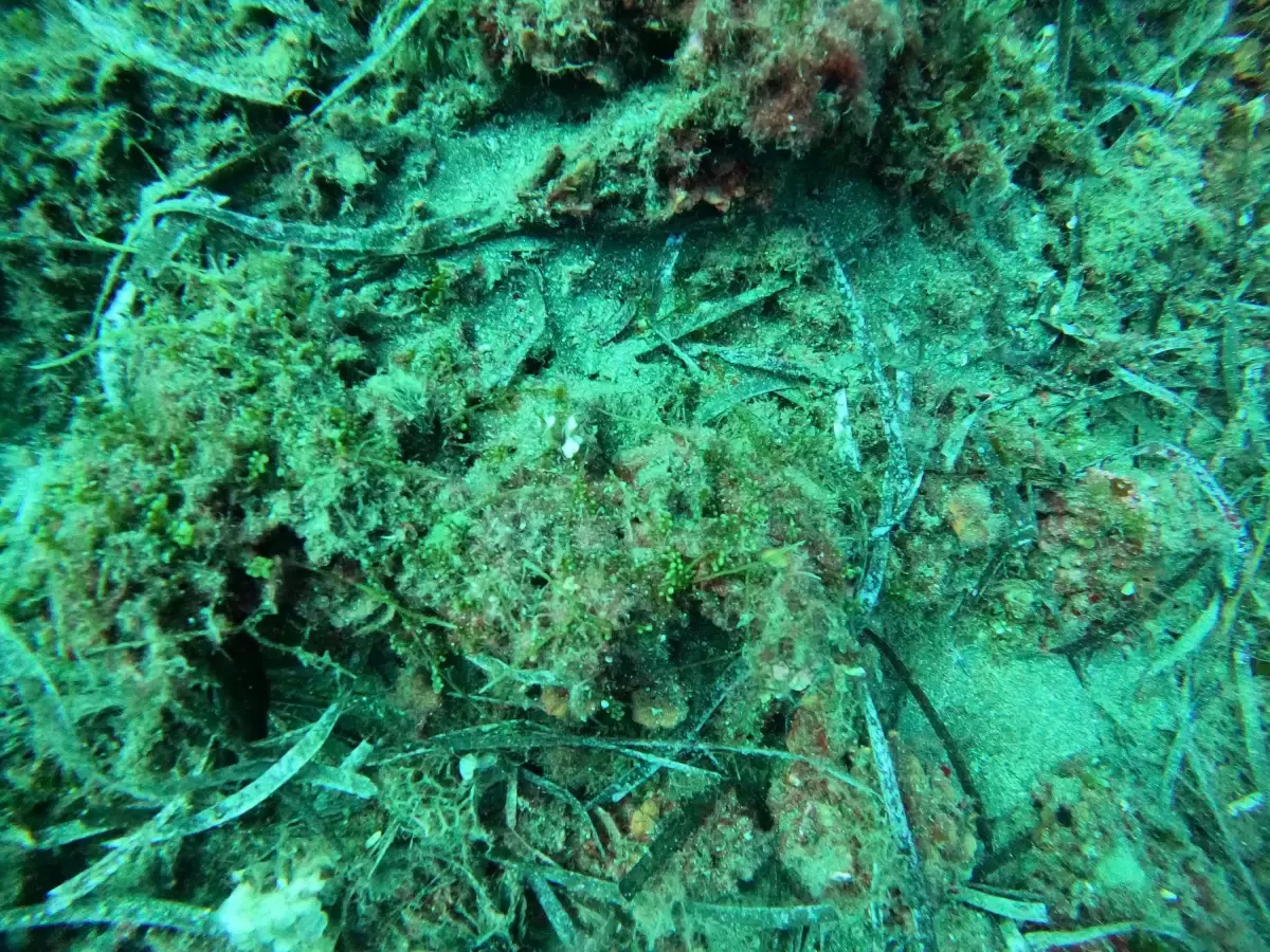 Ege Denizi\'nde 470 Tür Tespit Edildi, Yabancı Türler Yerli Türleri Tehdit Ediyor