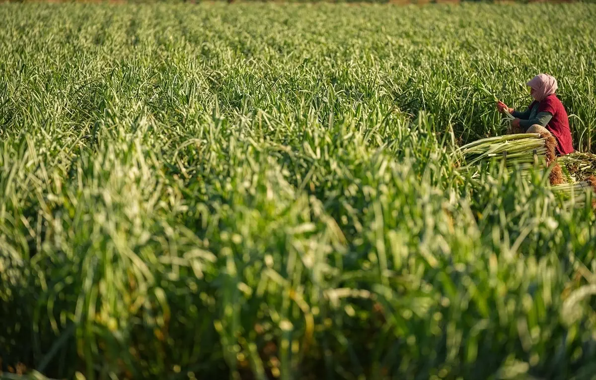 İzmir\'de Kış Sebze Hasadı Gecikti