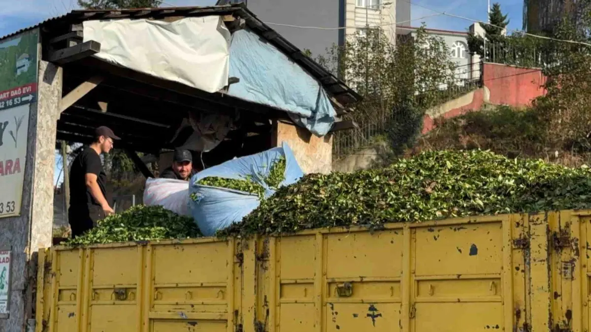 Çay Sezonu Dördüncü Sürgüne Ulaştı