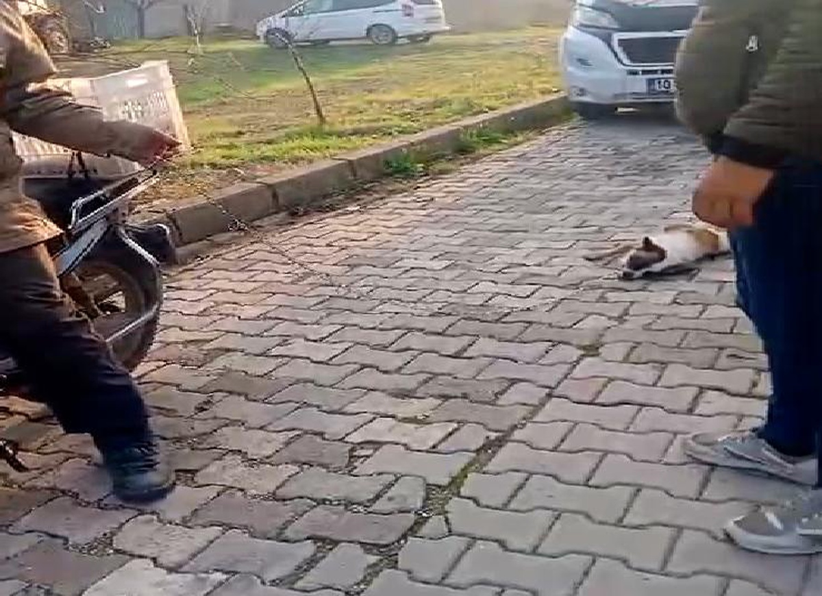 Balıkesir\'de Köpeğini Sürükleyen Kişiye Ceza