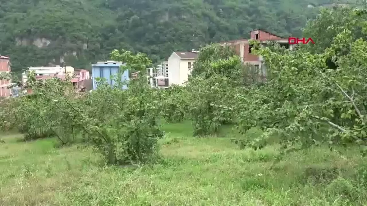 Fındık İhracatı Yüzde 24 Arttı, Kahverengi Kokarca Tehdidine Rağmen Başarı Sağlandı