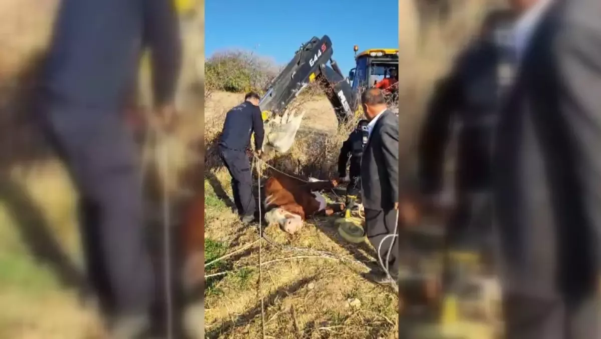 İtfaiye Eri, Kuyuya Düşen İneği Kurtardı