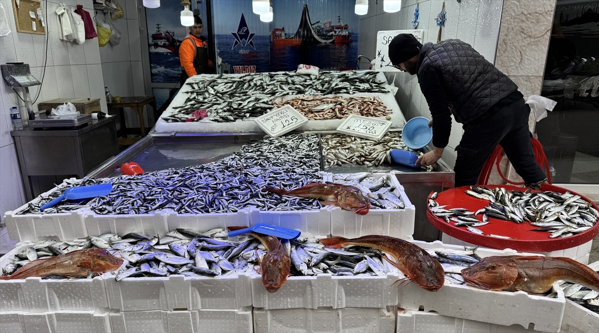 Sinop\'ta Kırlangıç Balığı Avı Artıyor