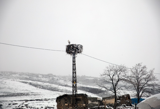 Bitlis'te köye yuva yapan leylek bu yıl da göç etmedi Bitlis'te köye yuva yapan leylek bu yıl da göç etmedi