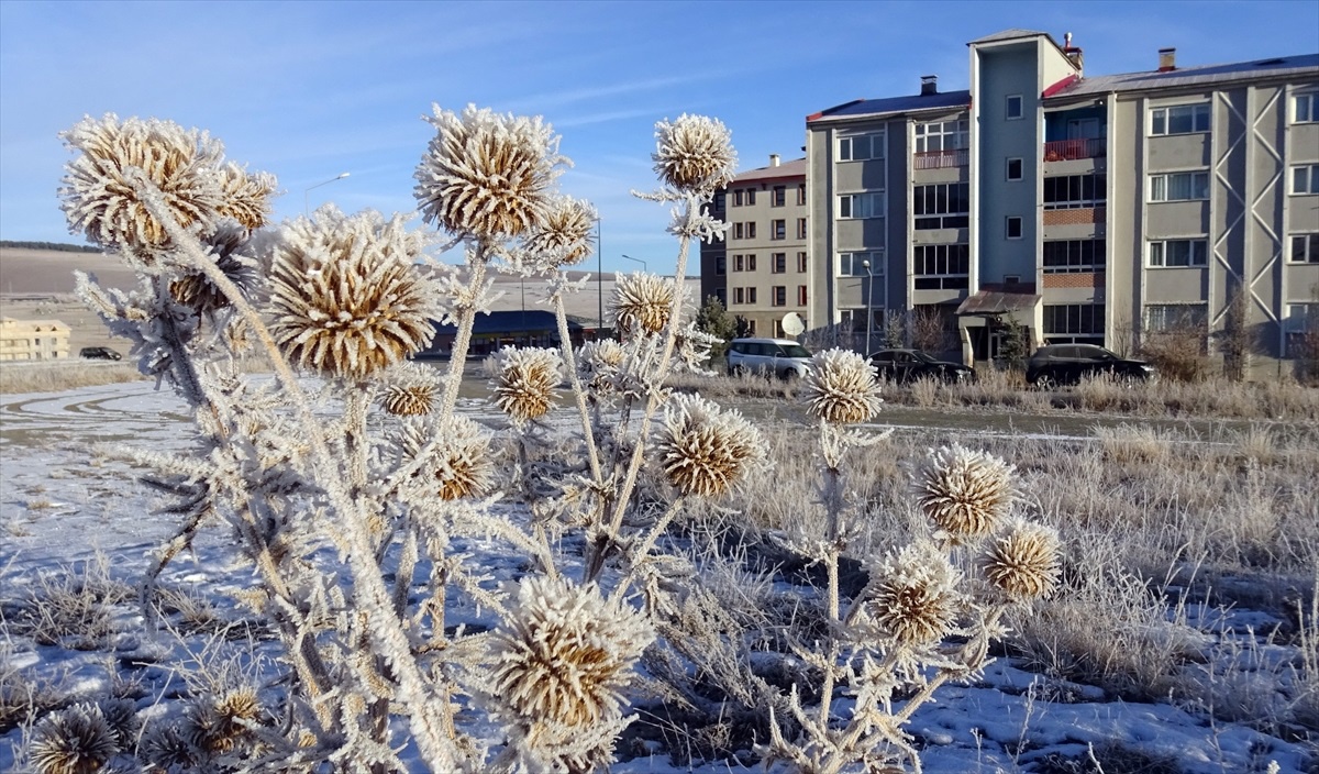 Erzurum, Kars ile Ardahan\'da yoğun sis ve kırağı etkili oldu