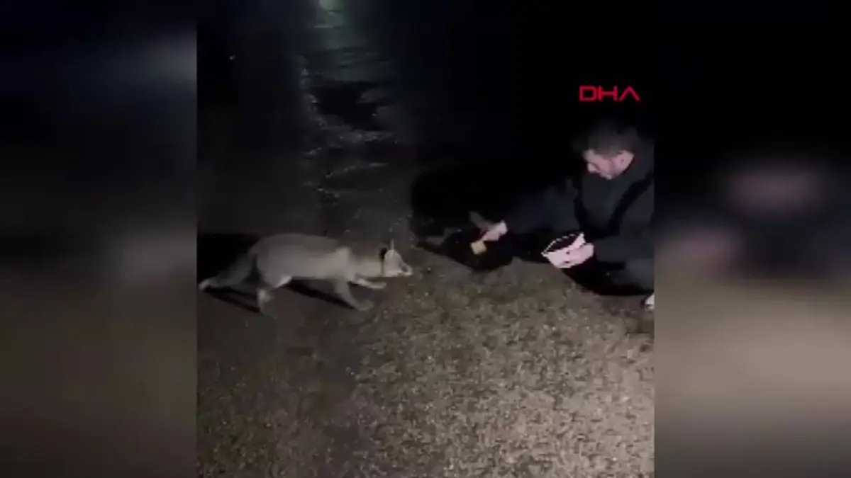 Bolu\'da Piknik Yapan Aile, Tilkiye Börek Besledi