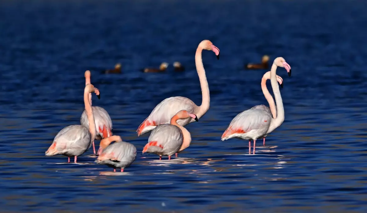 Van Gölü Havzası\'nda Flamingolar Kışın da Konaklıyor