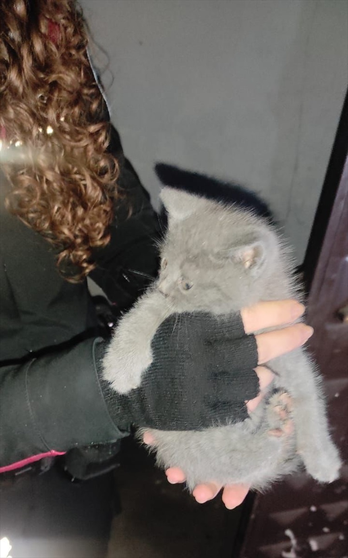 Kedi Yavrusunu İtfaiye Kurtardı
