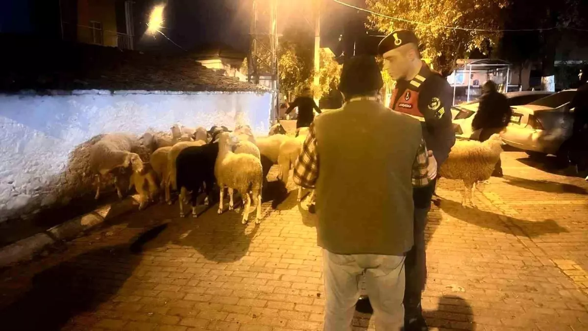 Kayıp Koyunlar Jandarma Tarafından Bulundu