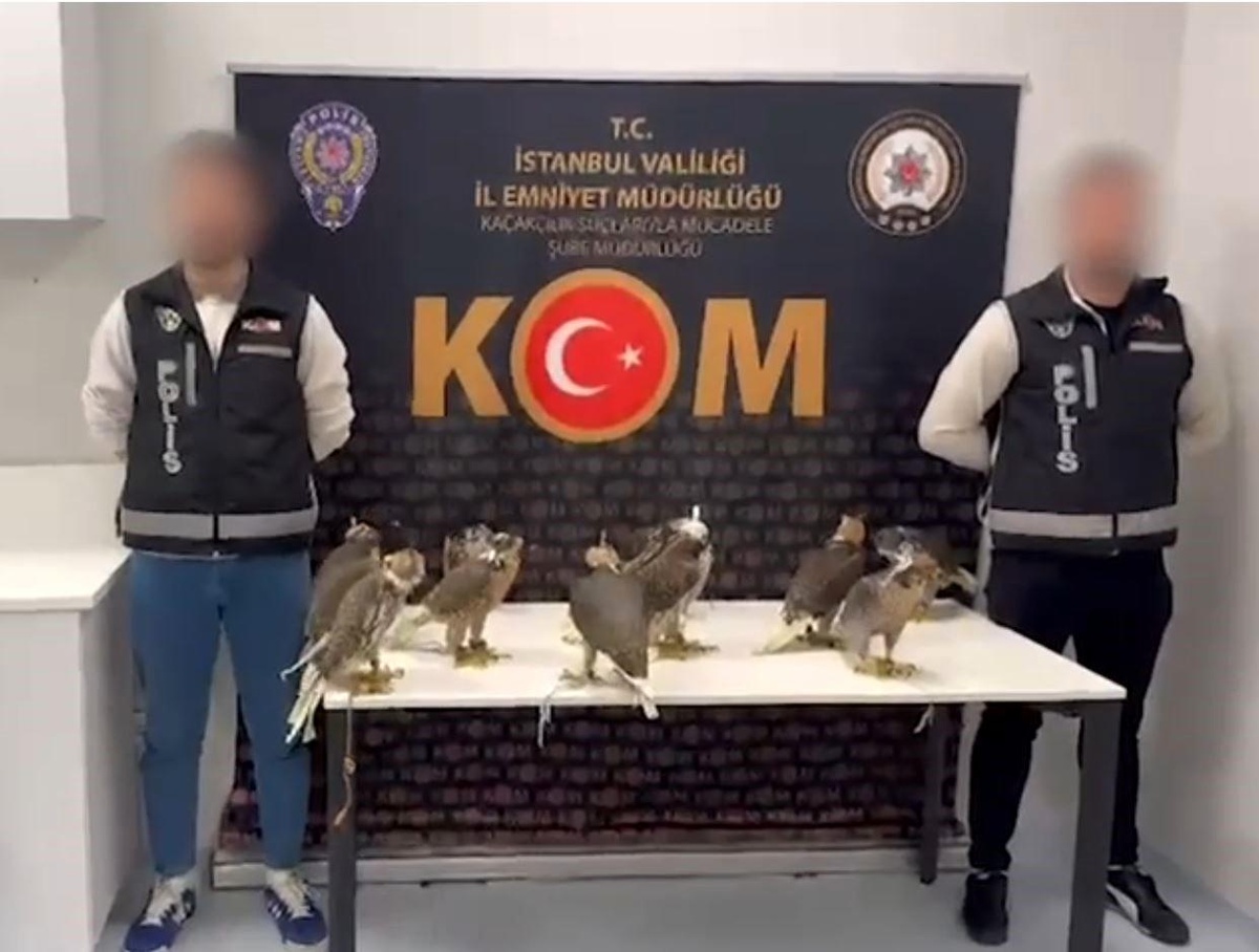 İstanbul Havalimanı\'nda Gökdoğan Kaçakçılığı Önlenildi