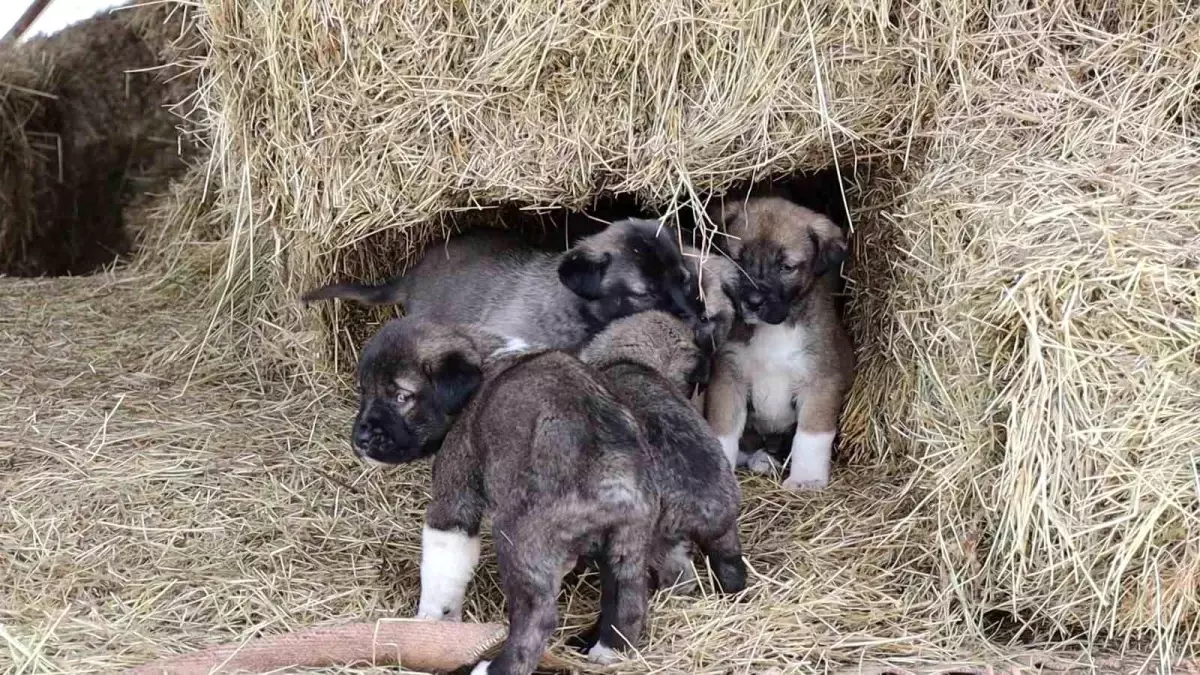 Köpek Yavrularında Kuyruksuzluk Şaşırttı