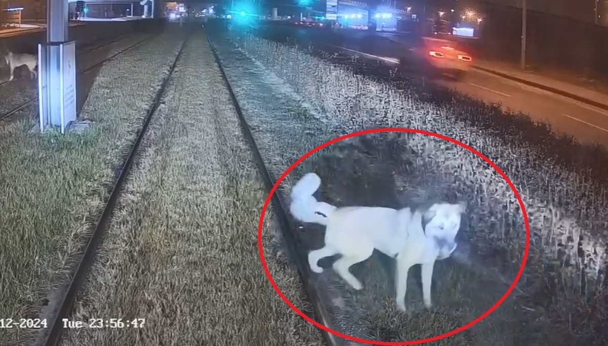 Tramvay Vatmanı Zincirle Bağlı Köpeği Kurtardı