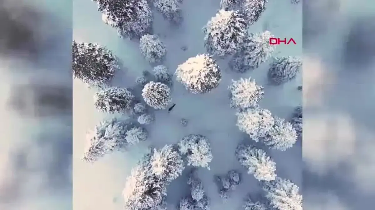 Bakan Yumaklı\'dan Kastamonu\'da Kar Güzeli Geyiği Paylaşımı