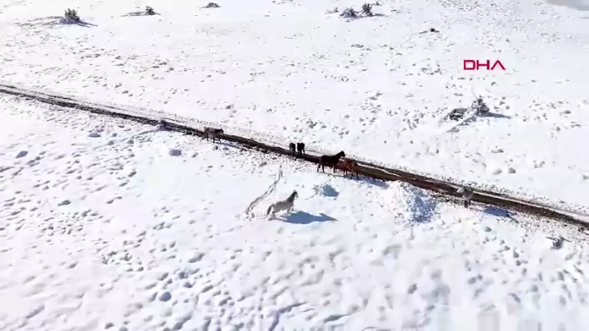 Karla Kaplı Erzincan\'da Yılkı Atları Görüntülendi