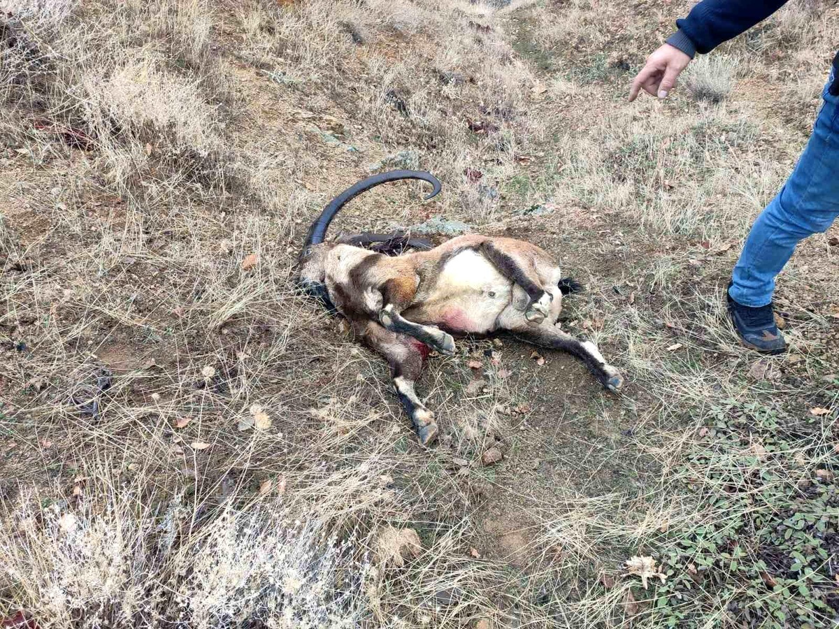Yaban Keçisi Avına 650 Bin Lira Ceza
