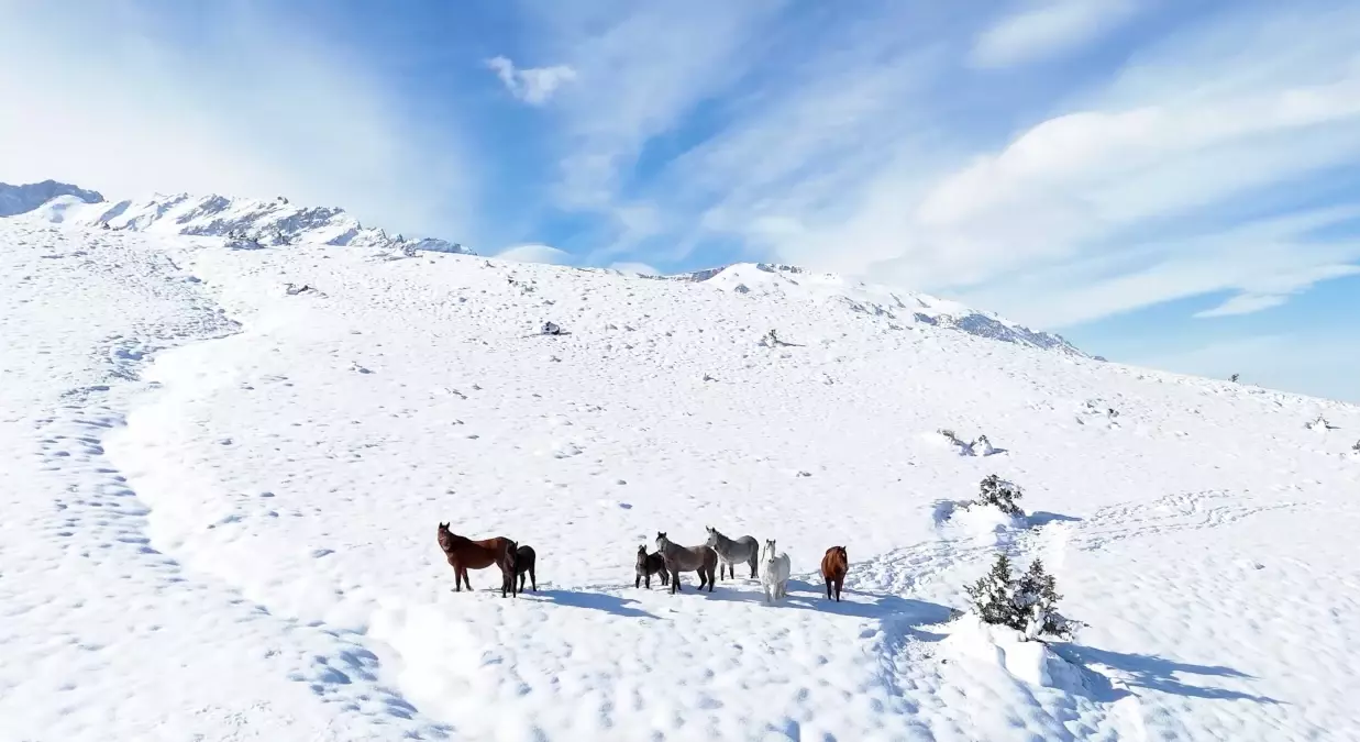 Erzincan\'da Yılkı Atları Dron ile Görüntülendi