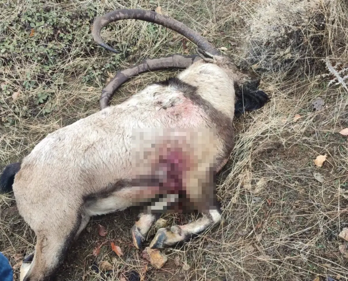 Tunceli\'de İkinci Yaban Keçisi Bulundu, Ceza 2 Katına Çıktı