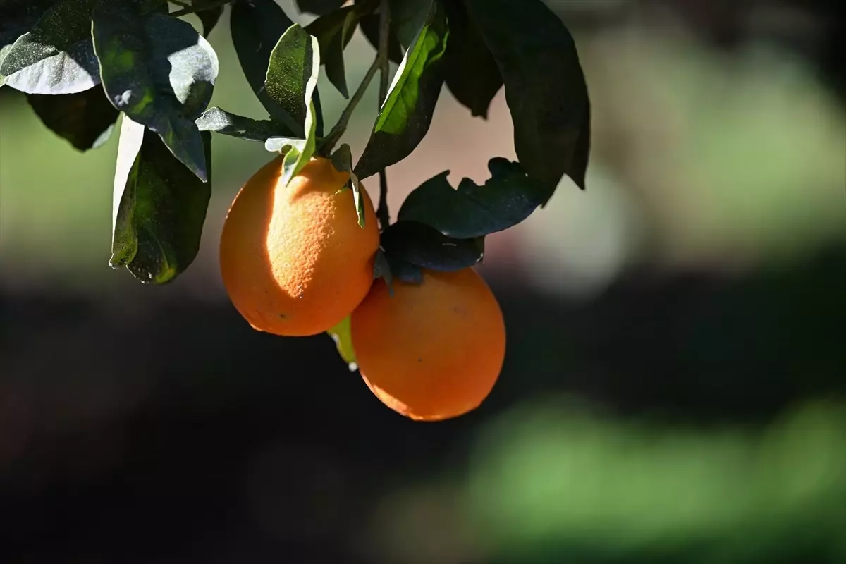 Antalya\'nın Turunçları: Lezzet ve Görsellik