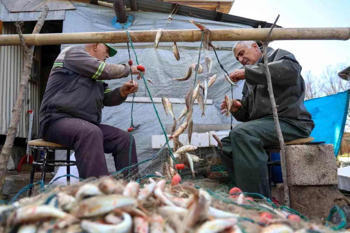 Sakarya\'da Balık Bolluğu