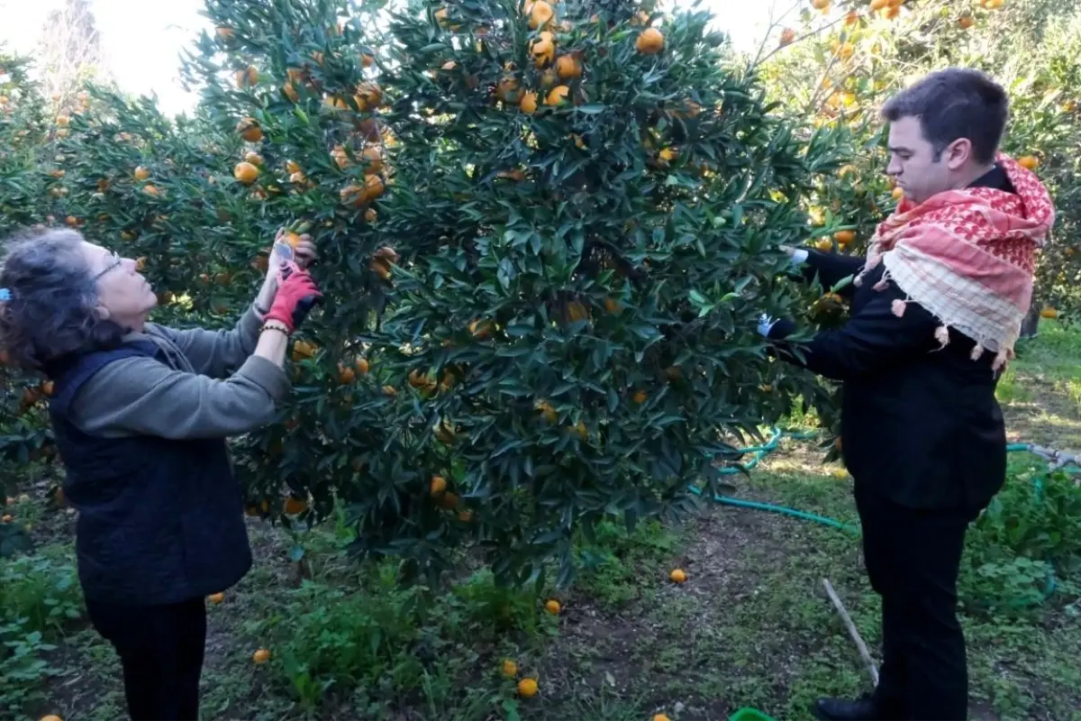 Bodrum Belediyesi, Mandalina Üreticilerine Destek Oluyor