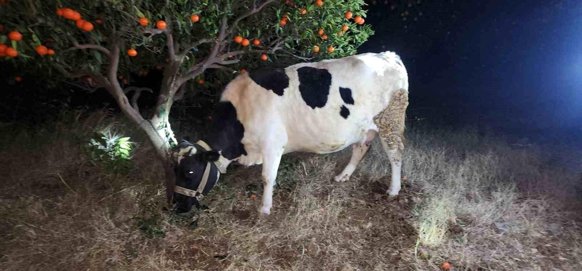 Kozan’da Hayvan Hırsızları Yakalandı