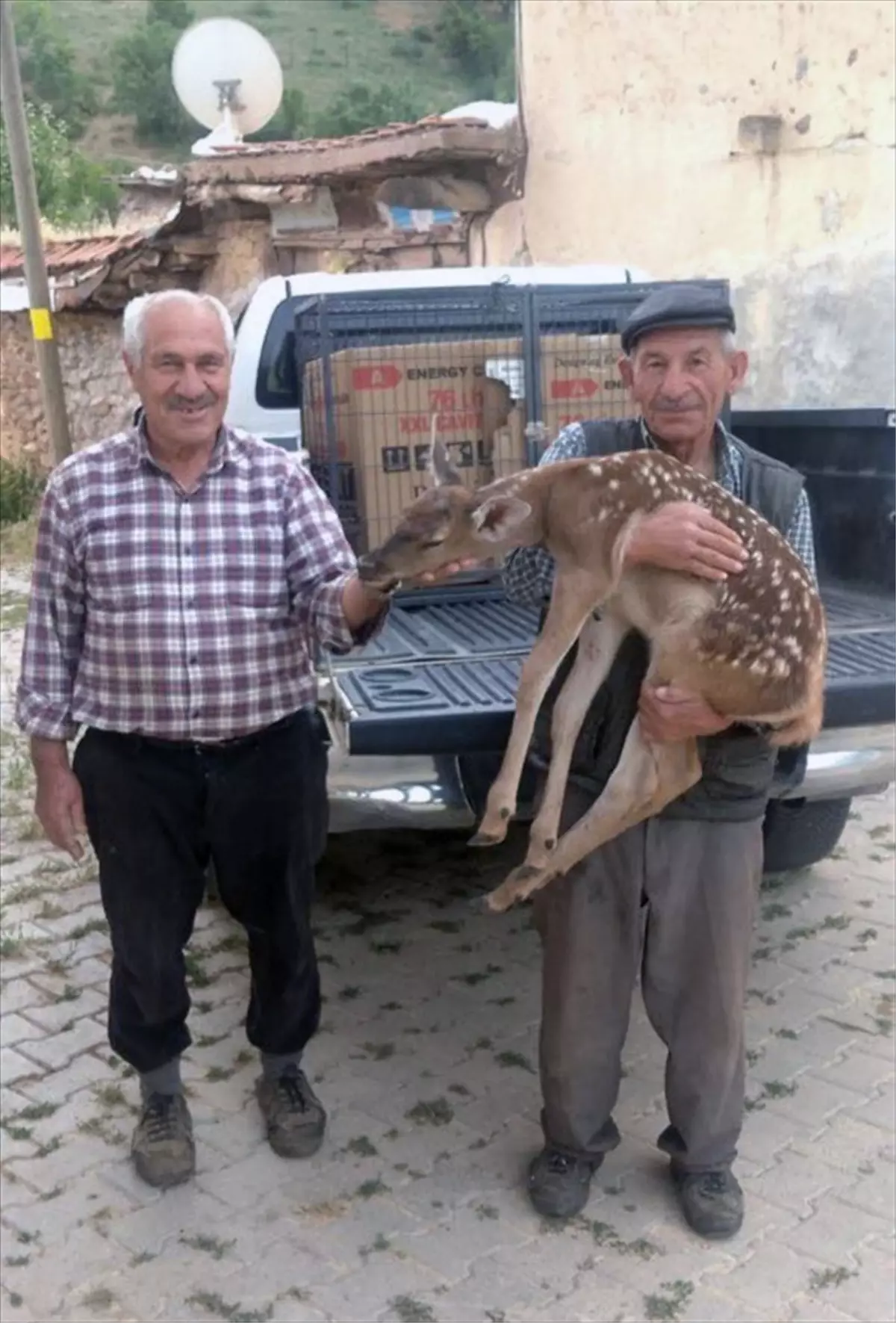 Yaralı Kızıl Geyik Yavrusu Kurtarıldı