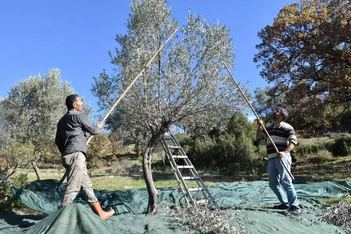 Seferihisar\'da Geleneksel Zeytin Hasadı UNESCO Korumasında