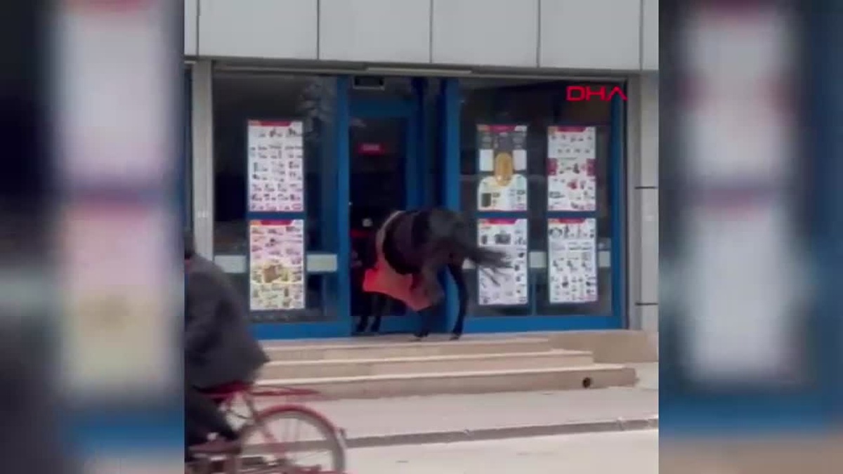 Market Kapısına Bağlanan At Şaşkınlık Yarattı