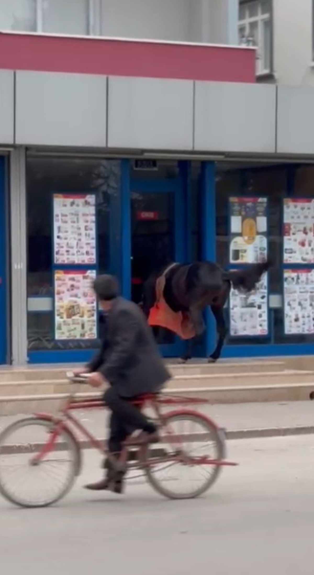 Marketin Kapısına Bağlanan At Görenleri Şaşırttı