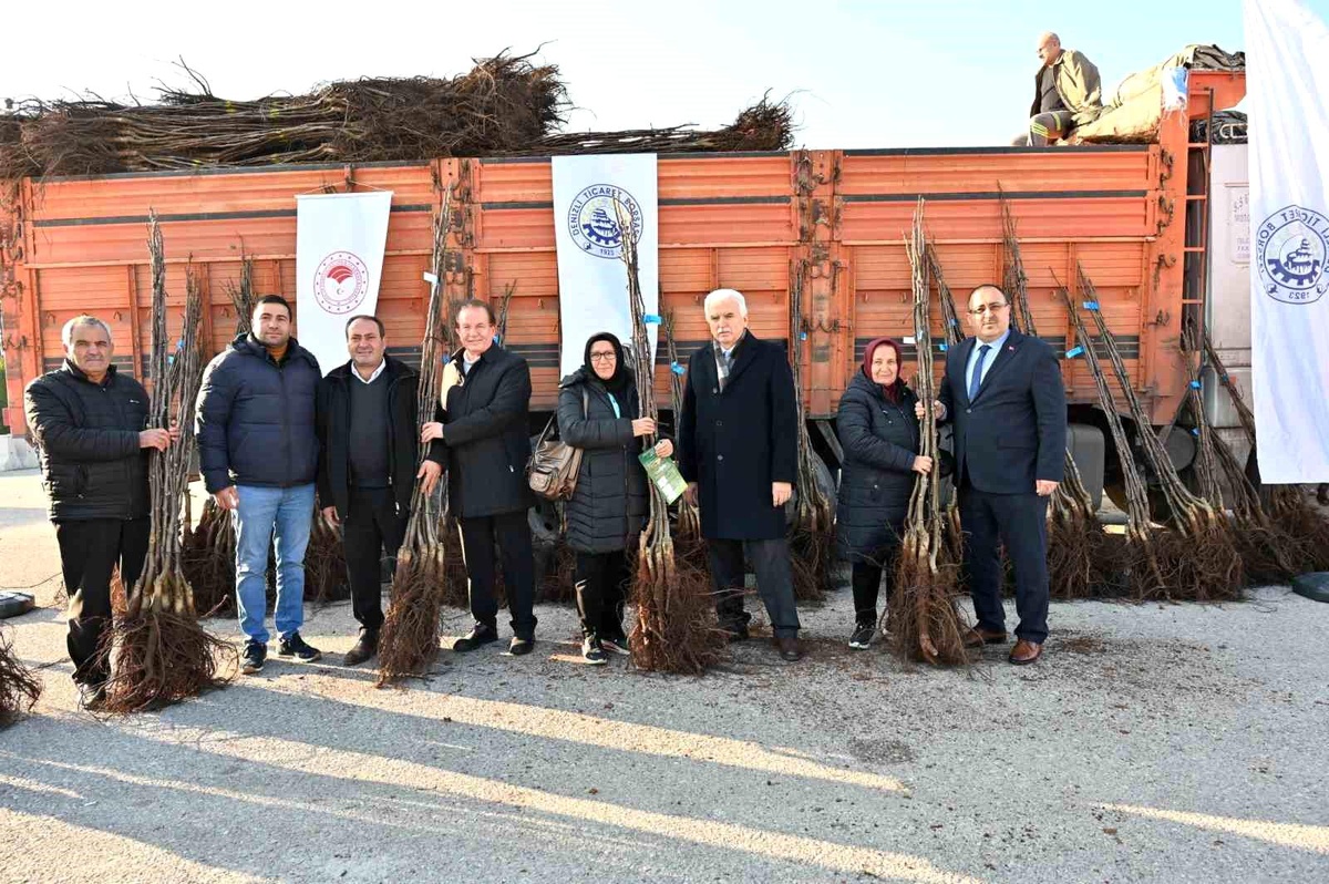 Denizli\'nin Ceviz Fidanı Dağıtımı Başladı