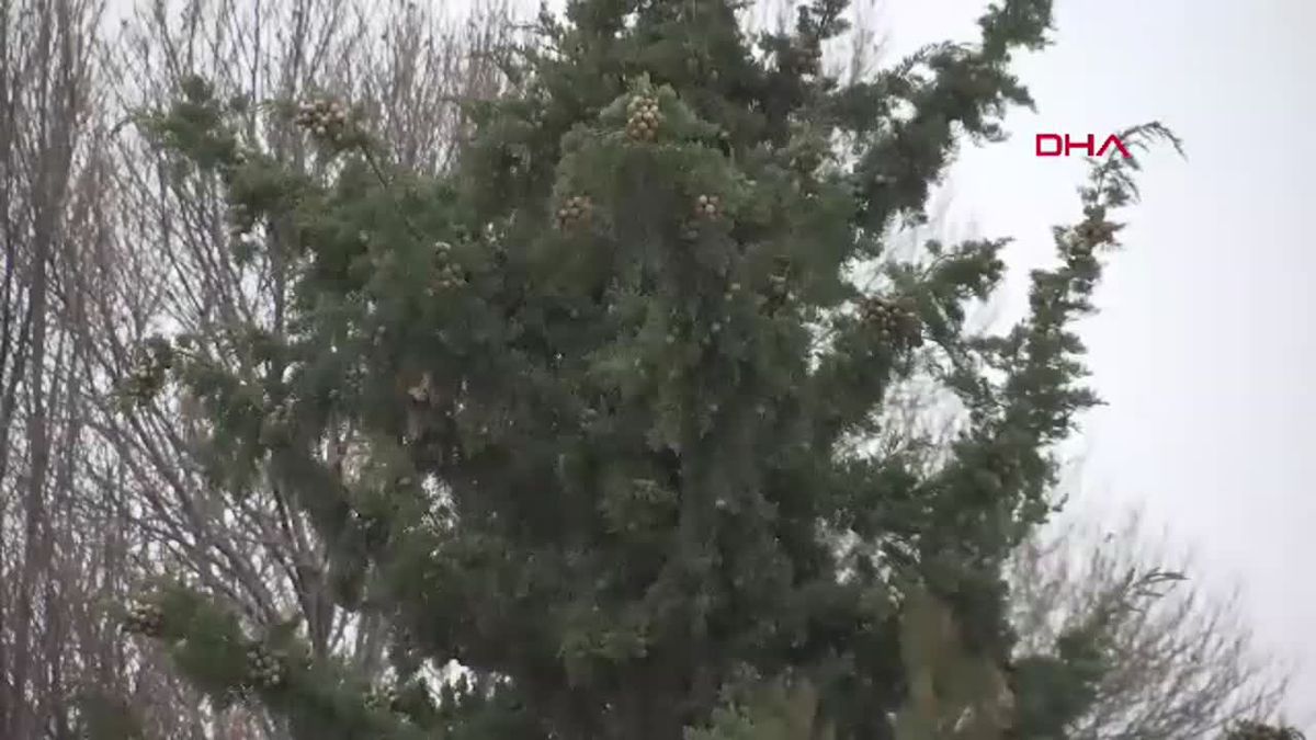 Elazığ\'da Kar Yağışı Etkili Olmaya Başladı