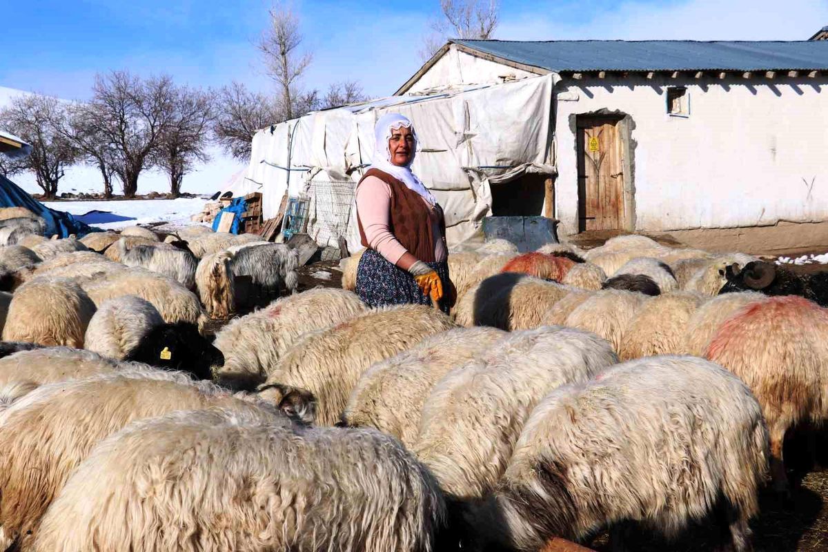 Van\'da Kadınlar Hayvancılıkla Geçim Sağlıyor