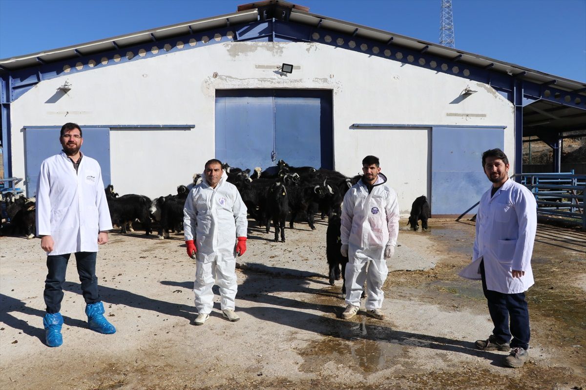 Honamlı Oğlakları Açık Artırmayla Satışa Sunulacak