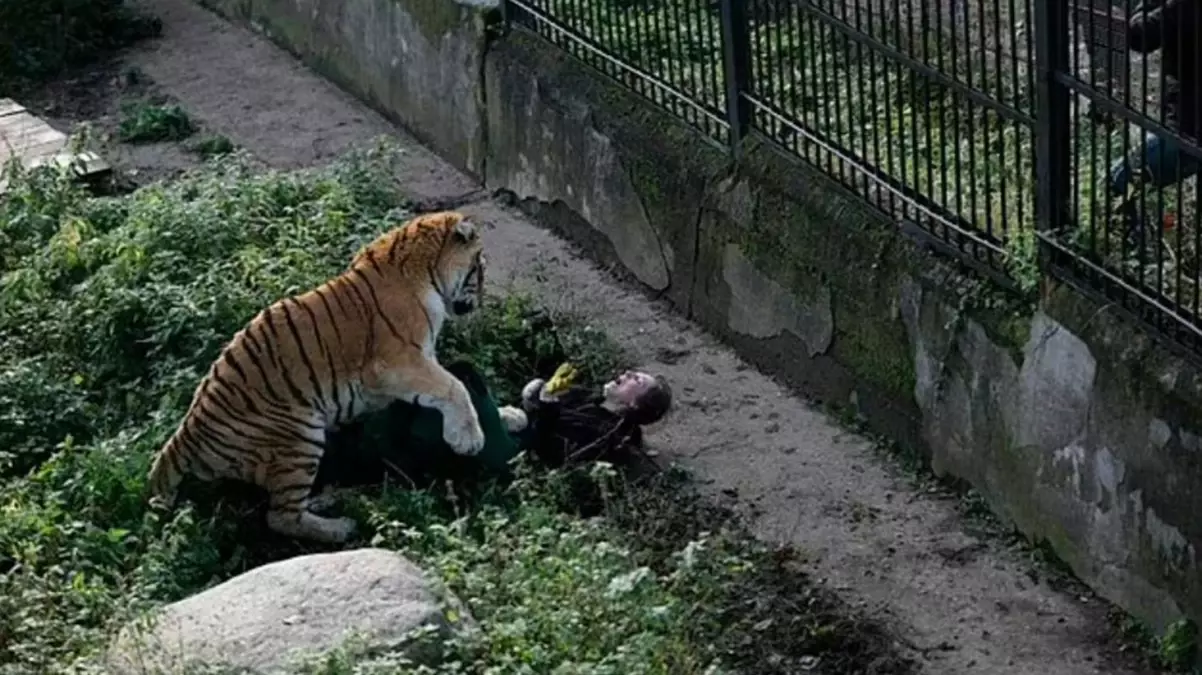 Kaplanın saldırısına uğrayan kadın bakıcı, ziyaretçiler tarafından kurtarıldı