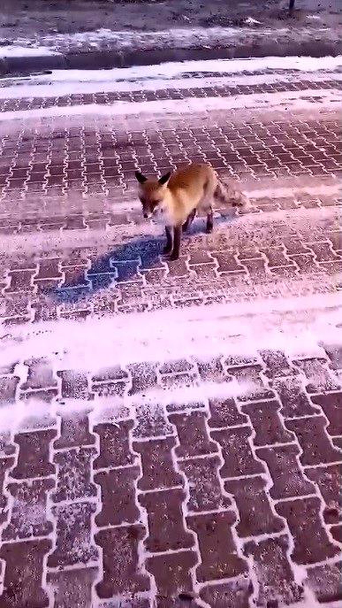 Sarıkamış\'ta Kadın ve Tilki Arasında Eğlenceli Diyalog