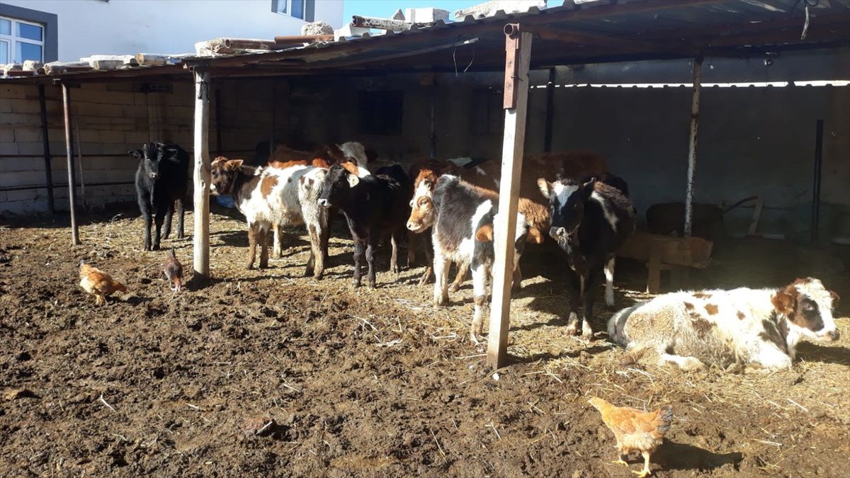 Kaybolan İnekler Dronla Bulundu