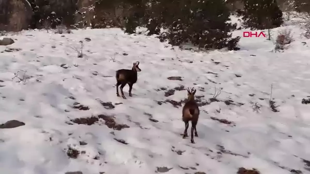 Munzur Dağları\'nda Çengel Boynuzlu Dağ Keçileri Görüntülendi