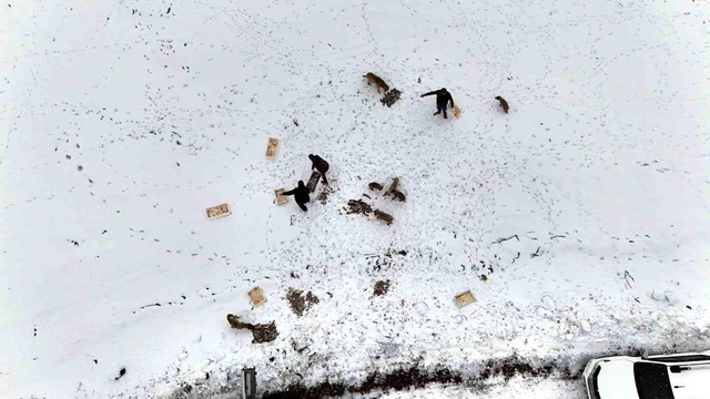 Suriye'den geri dönen 12 ton balığı yaban hayatı yaşayan hayvanlara dağıttı