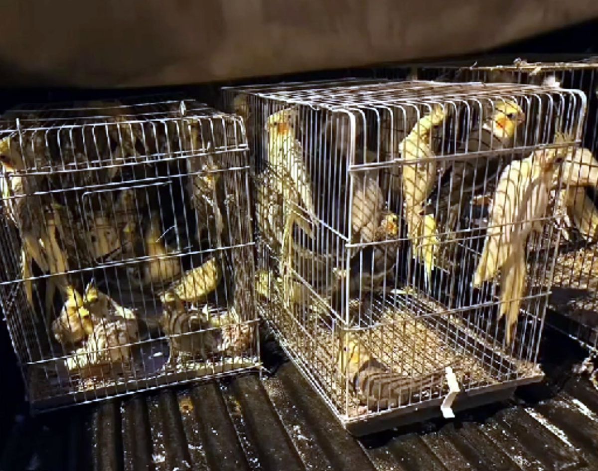 Tekirdağ\'da Kaçakçılık Operasyonu: 666 Kuş ve 235 Bin Makaron Ele Geçirildi