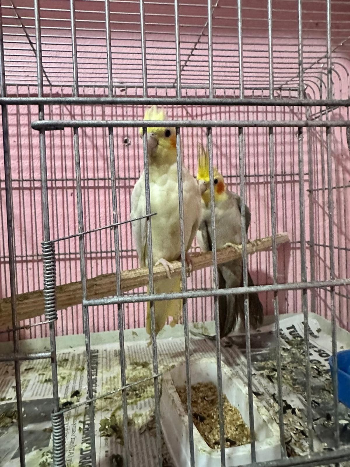Tekirdağ\'da Kaçakçılık Operasyonu: 15 Gözaltı